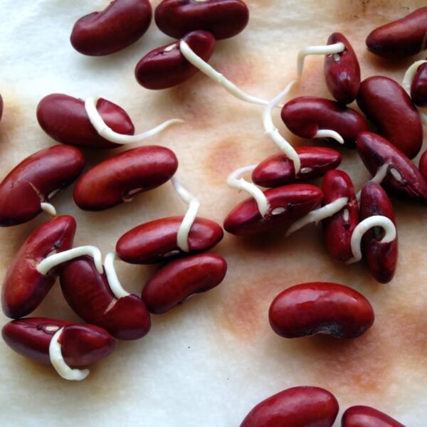 Kidney Beans Sprouts (Rajma Sprouts)